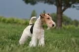 FOX TERRIER 677